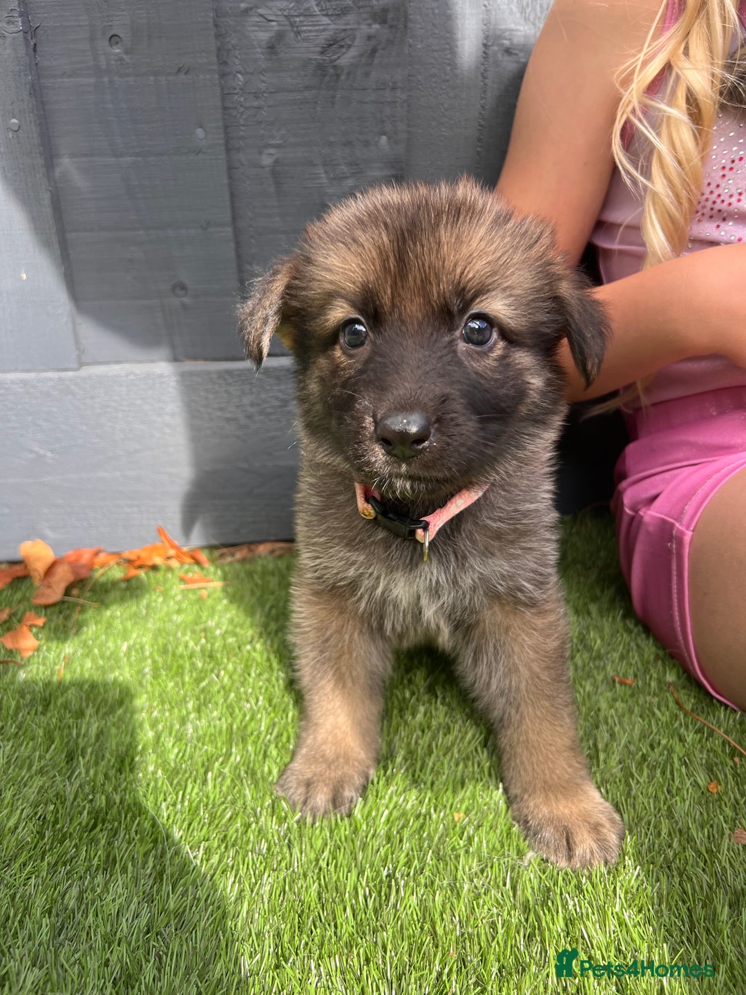 German Shepherd dogs for sale: German Shepherd Puppies, Ready to leave next week - Image 22