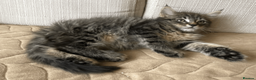 Maine Coon cats for sale: Three adorable Maine Coon Kittens For Sale  - Advert 6