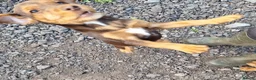 Mixed Breed dogs for sale: Cockerdale puppies looking for they new homes - Advert 15