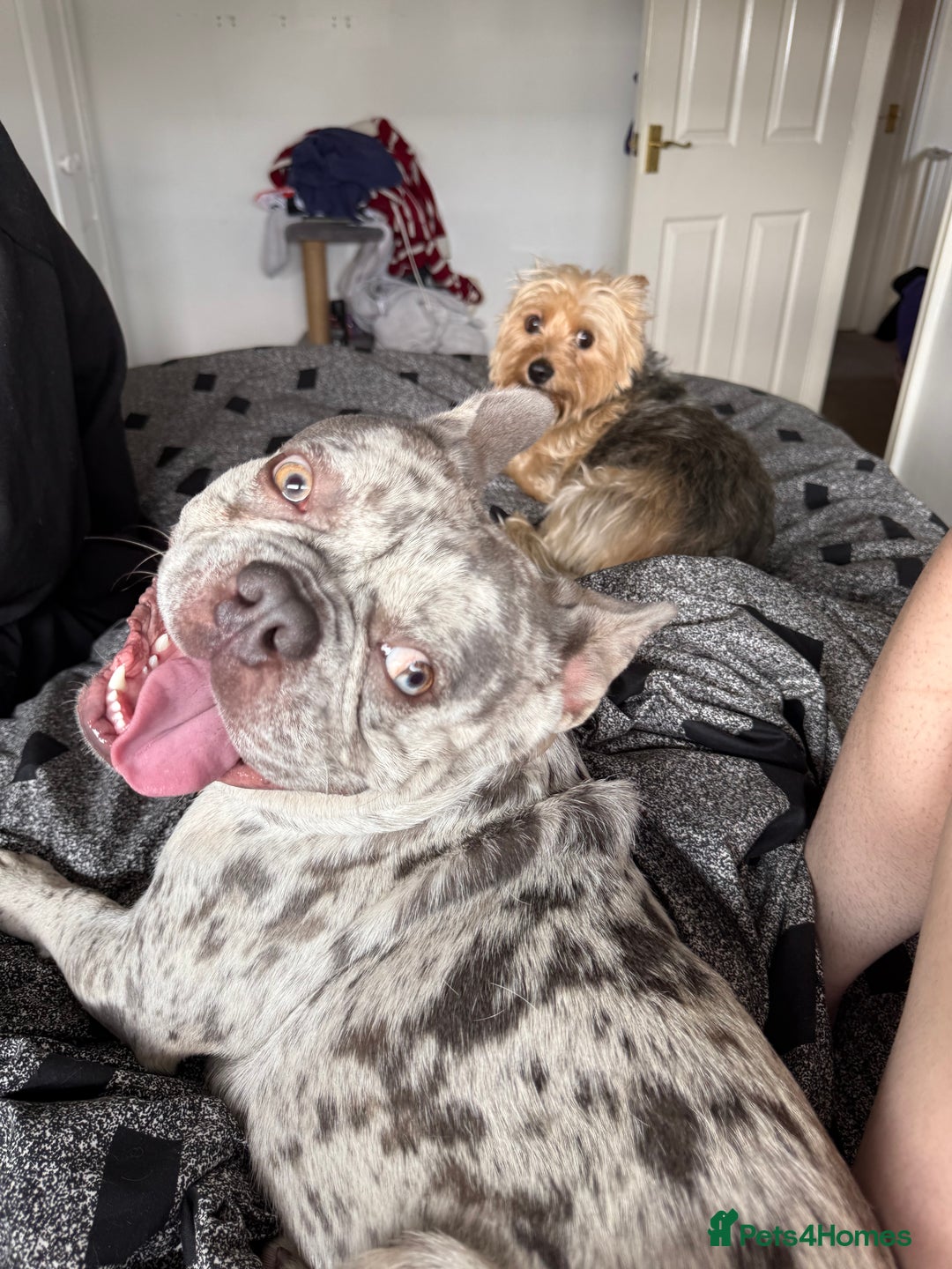 French Bulldog dogs for stud: Rolo Boy ready for the ladies 😍 - Image 12