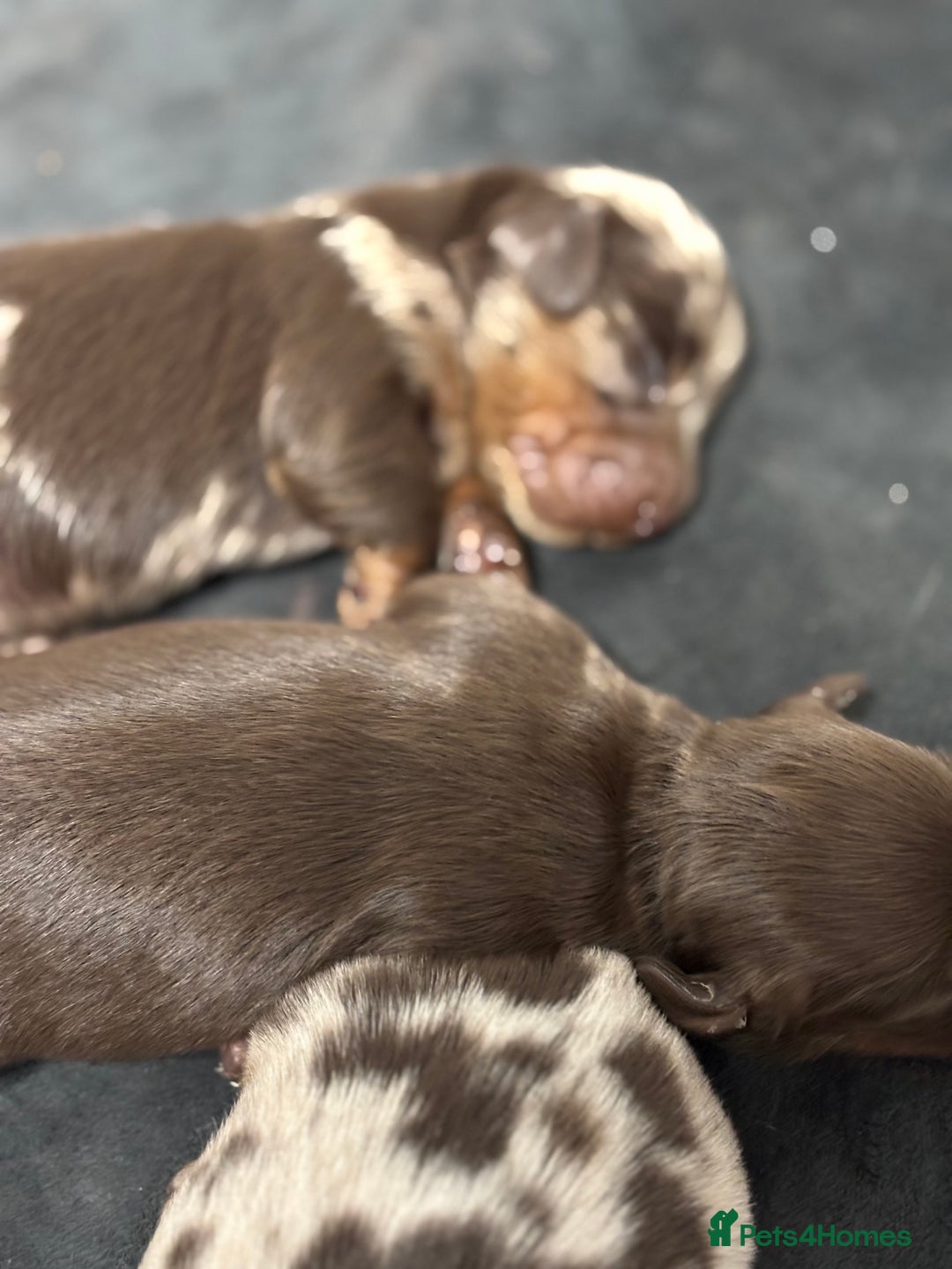 Miniature Dachshund dogs for sale: Beautiful long haired miniature dachshunds - Advert 7