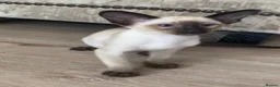 Siamese cats for sale: Chocolate point oriental  - Advert 6