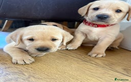 Labrador Retriever dogs for sale: 1 black boy left! ready to leave! Perfect labs! - Image 21