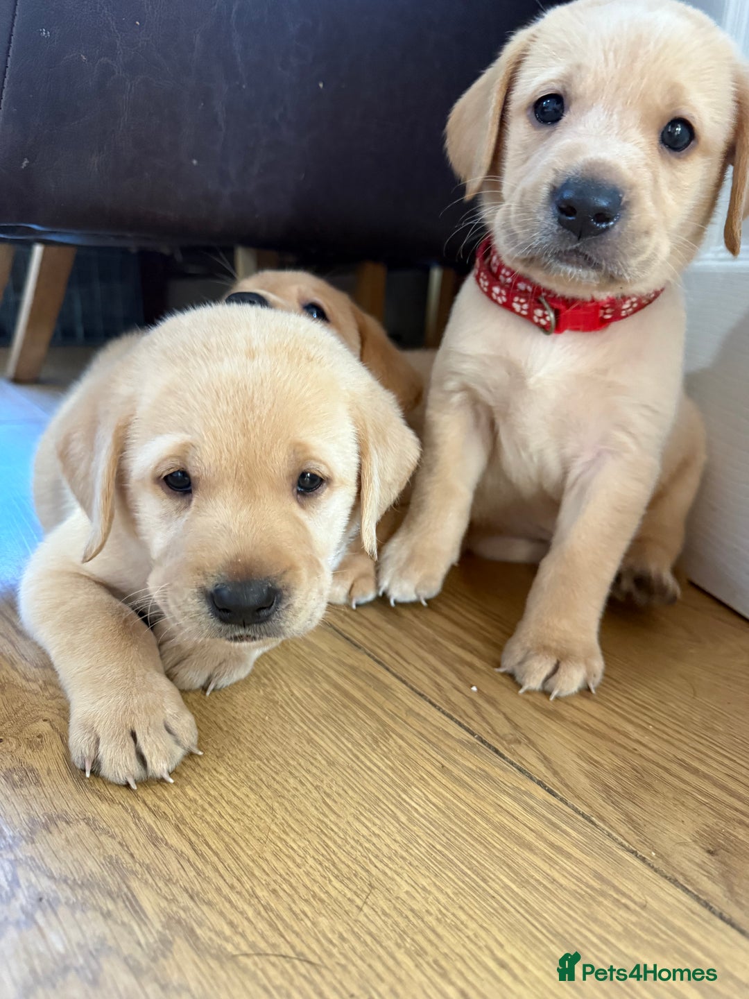 Labrador Retriever dogs for sale: 1 black boy left! ready to leave! Perfect labs! - Image 21