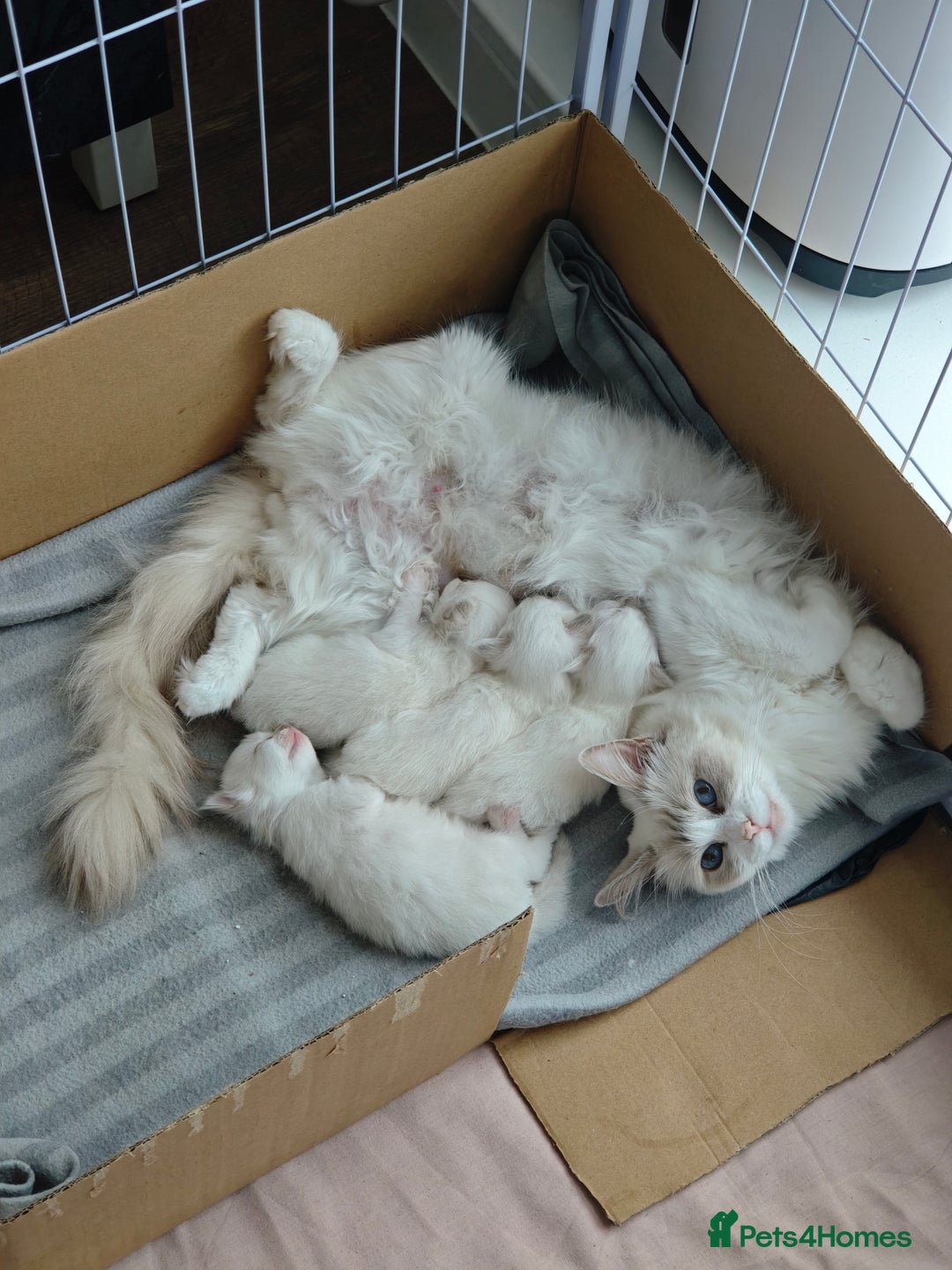 Ragdoll cats for sale: Ready Pedigree Lilac (Rare) Ragdoll Kittens - Image 13