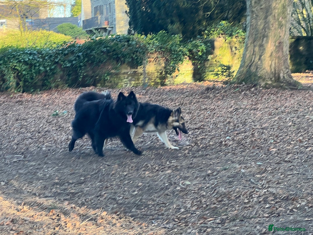 German Shepherd dogs for stud: Solid Black Long Coat German Shepherd Dog at Stud - Advert 21