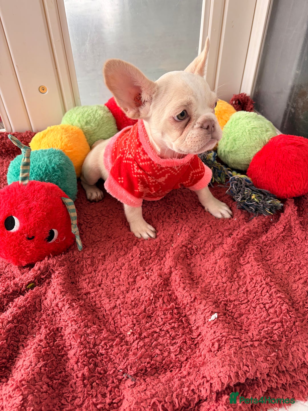 French Bulldog dogs for sale: Platinum French Bulldog Puppies – Ready  - Advert 5