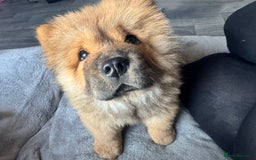 Chow Chow dogs for sale: 4 month old chow chow male  - Image 8