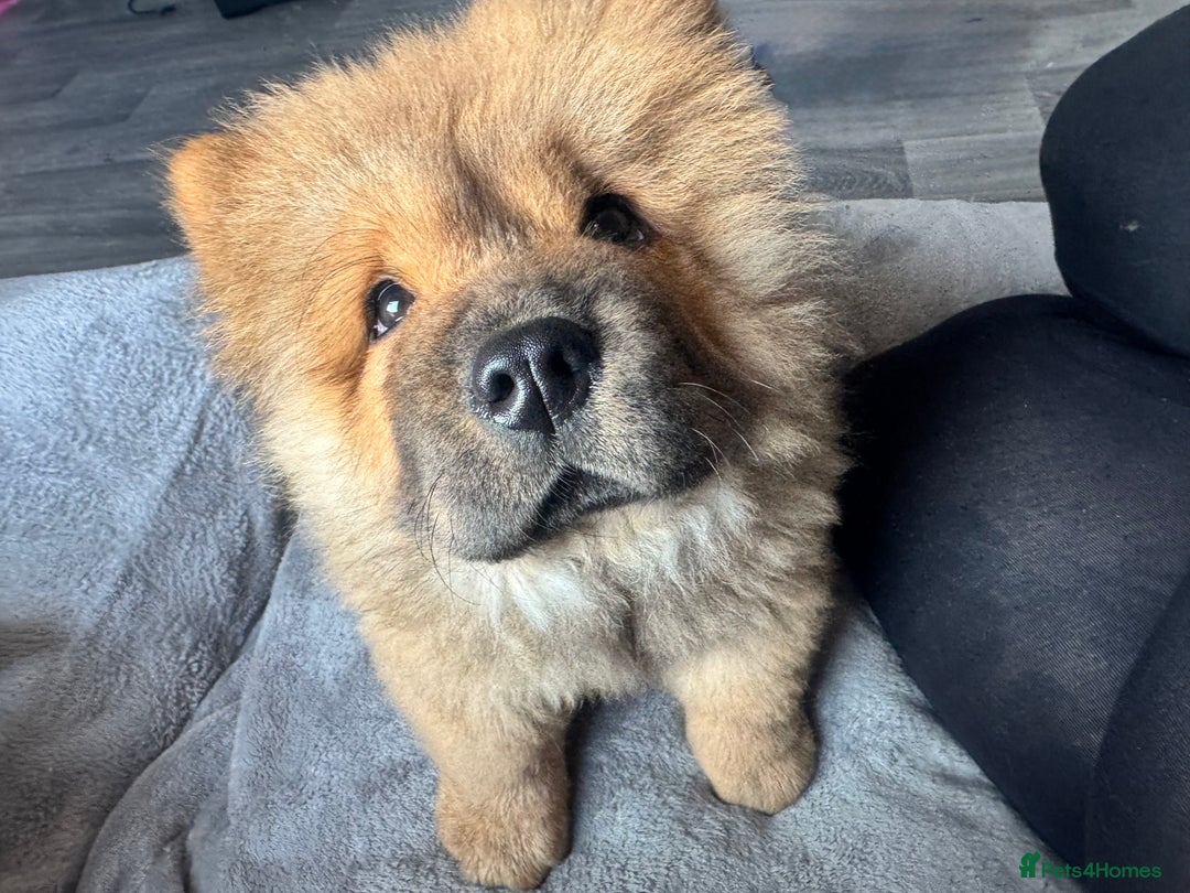 Chow Chow dogs for sale: 4 month old chow chow male  - Image 8