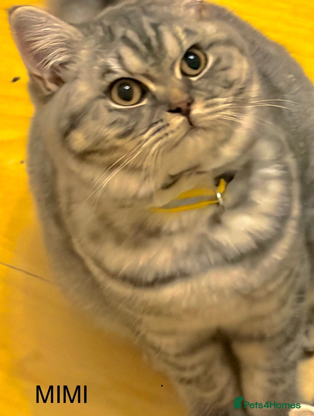 British Shorthair cats for sale: 3 Kittens•Full Pedigree•Champions bloodline•GCCF - Advert 11