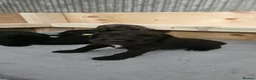 Cockapoo dogs for sale: F1B Cockapoo puppies - Advert 12