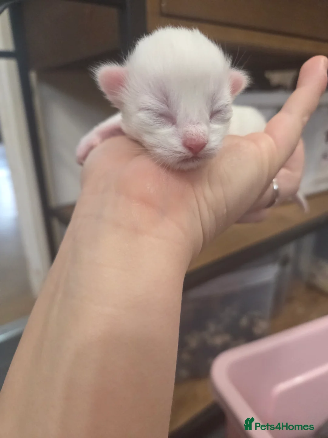 Mixed Breed cats for sale: 2 gorgeous white kittens - Advert 2