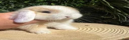 Mini Lop rabbits for sale: Min lops now ready to reserve  - Advert 3