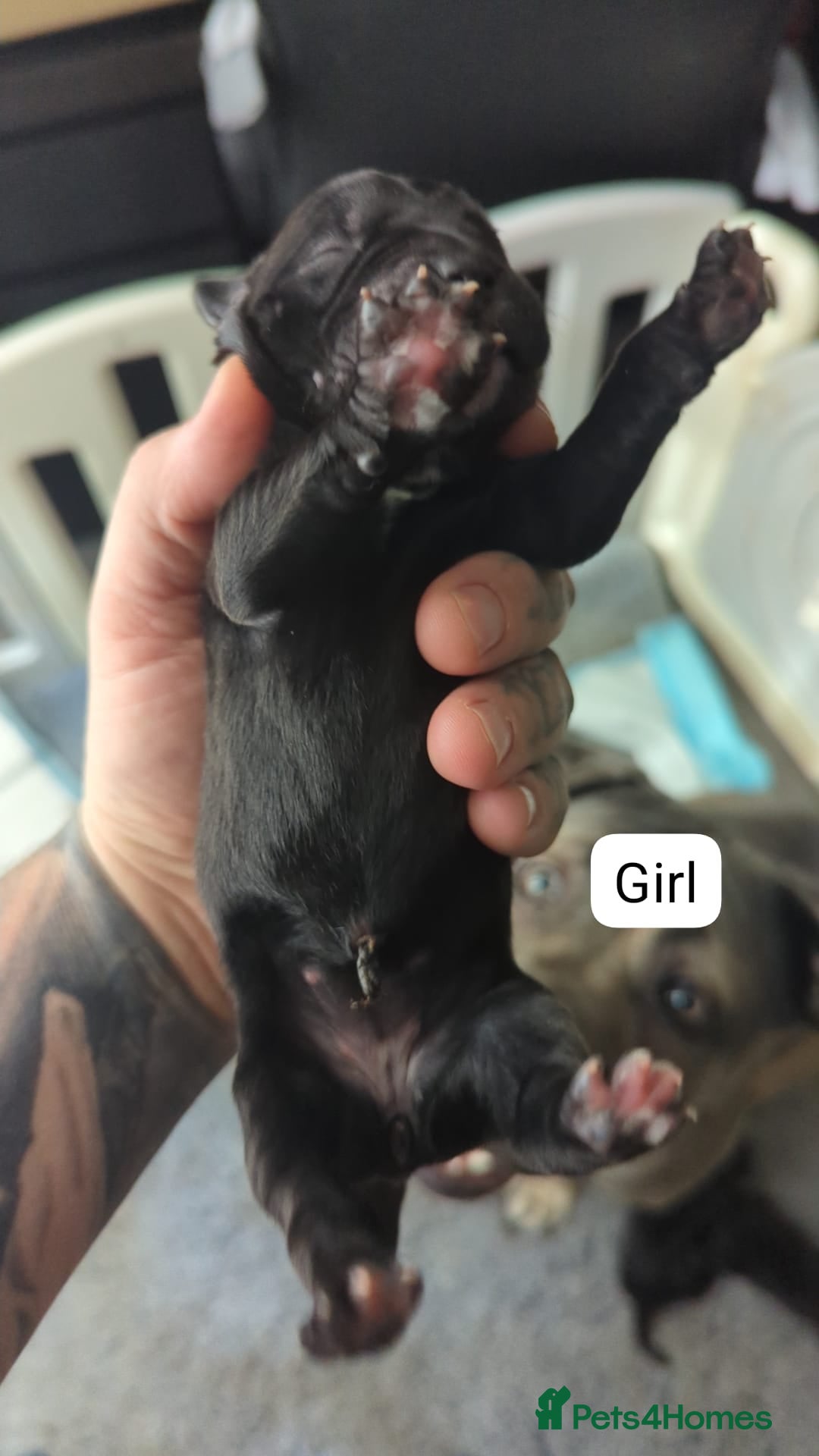Cane Corso dogs for sale: Purebred champion bloodline cane corso puppies - Image 8