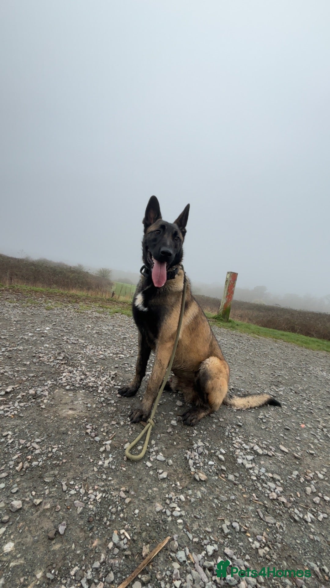 Belgian Shepherd Dog dogs Belgium malinios champion stud  - Advert 5