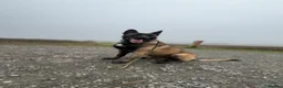 Belgian Shepherd Dog dogs for stud: Belgium malinios champion stud  in Stanmore - Advert 1