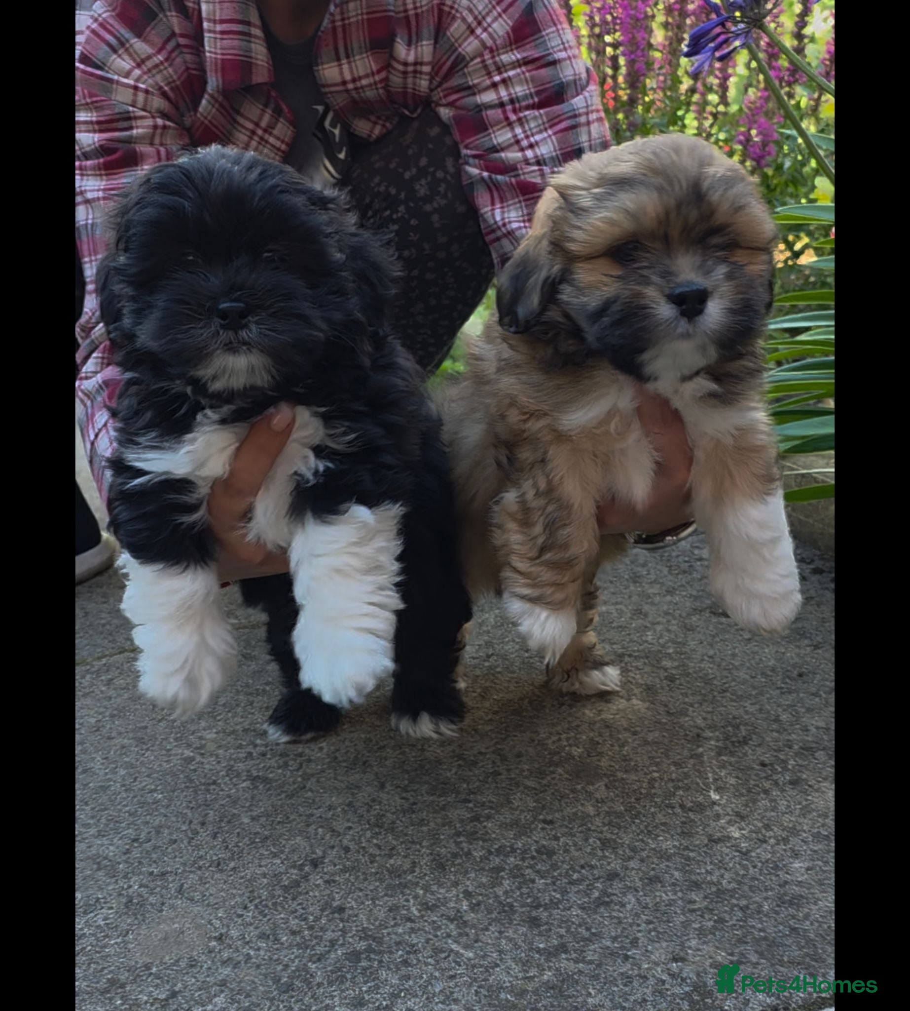 Lhasa Apso dogs Only two boys left Lhasa Apso KC registered  - Advert 2