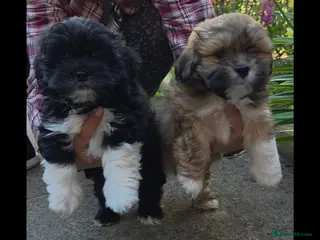 Lhasa Apso dogs Only two boys left Lhasa Apso KC registered - Advert 2