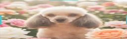 Toy Poodle dogs for sale: Tiny toy poodle looking for you  - Advert 3