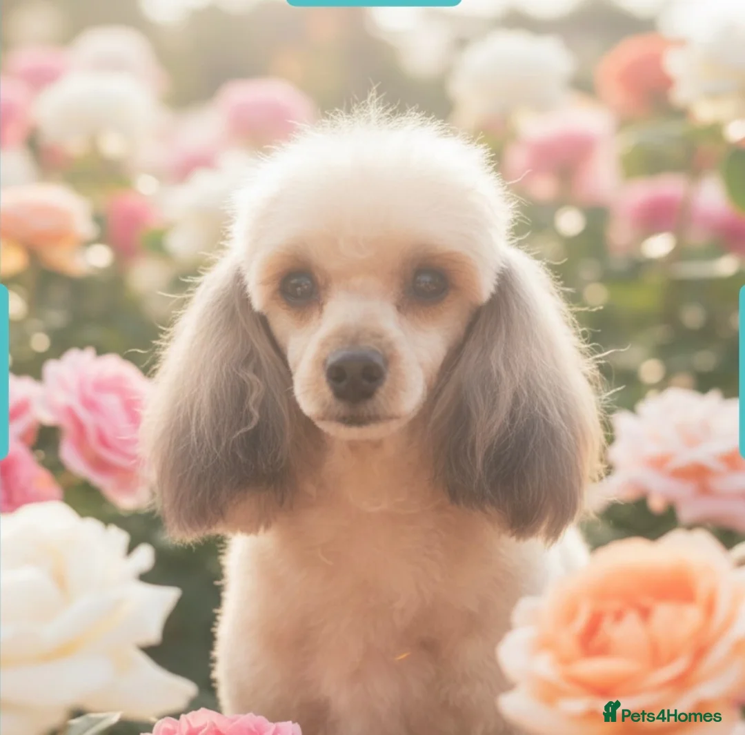 Toy Poodle dogs for sale: Tiny toy poodle looking for you  - Advert 3