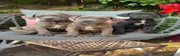 Mixed Breed dogs for sale: Cane Corso / Bullmastiff Puppies ready to  go. - Advert 1