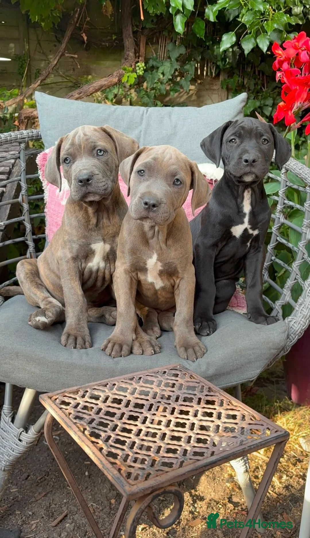 Mixed Breed dogs for sale: Cane Corso / Bullmastiff Puppies ready to  go. - Advert 1