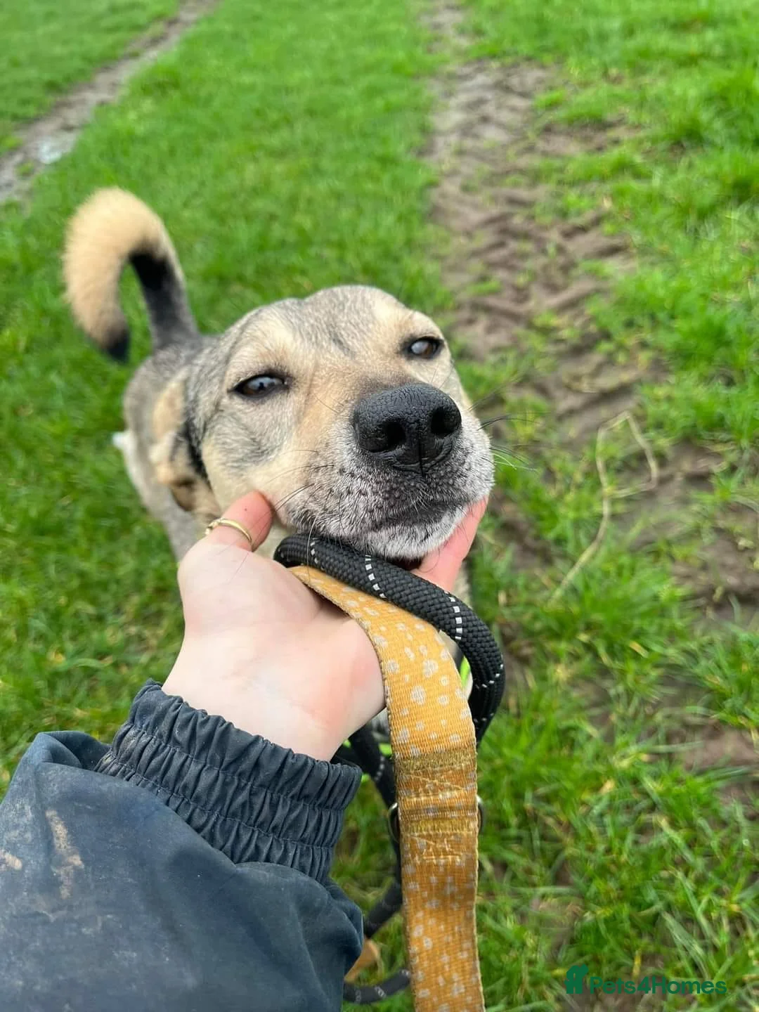 Mixed Breed dogs for adoption: Meet Archie, currently residing in Cheshire. in Nantwich - Advert 7