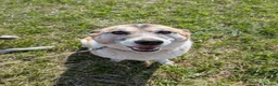 Mixed Breed dogs for adoption: Lily, lovely girl, foster or adoption - Advert 4