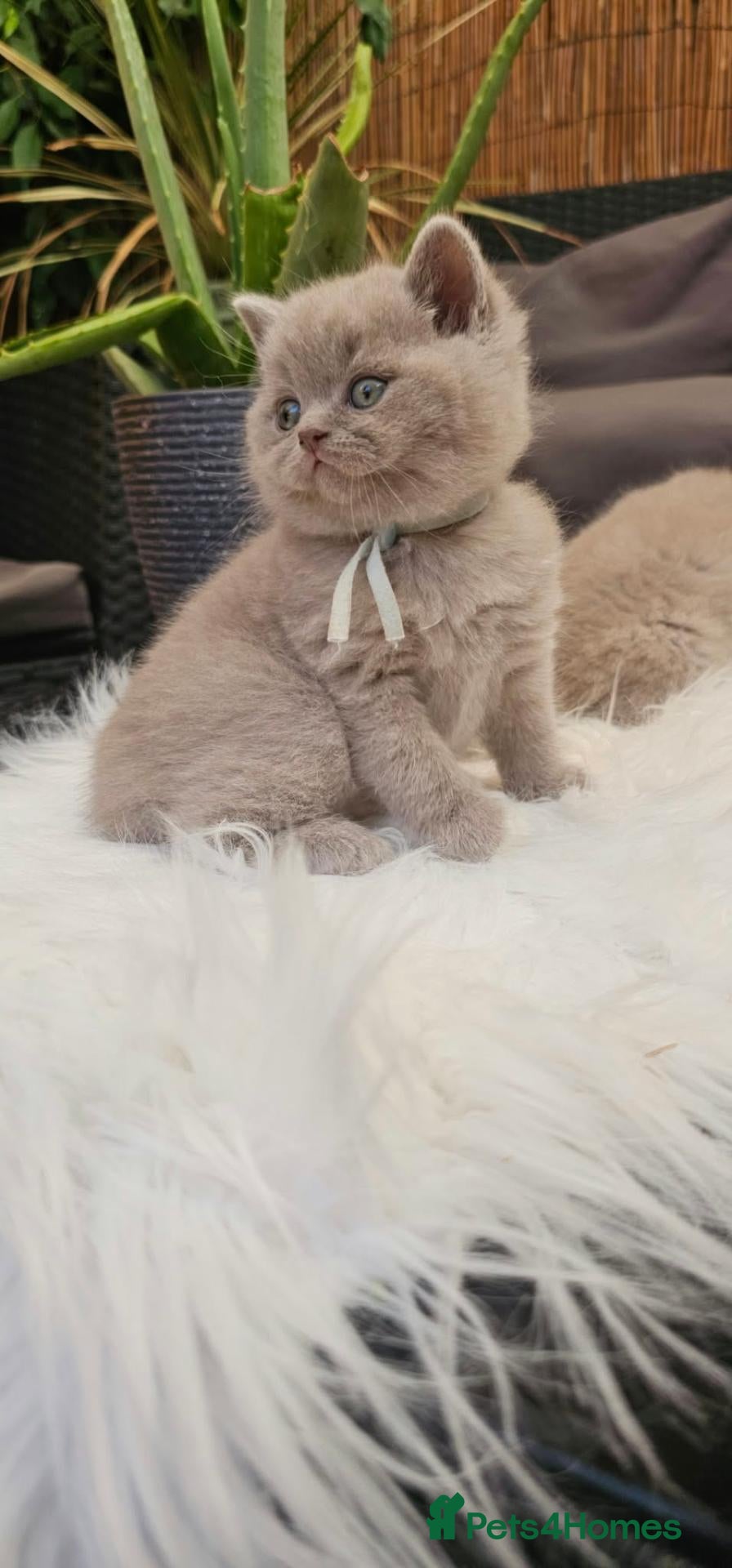 British Shorthair cats British Shorthair Male Kittens - Advert 2