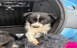 Border Collie dogs for sale: Wonderful black/white/tri border collie puppies  - Image 3