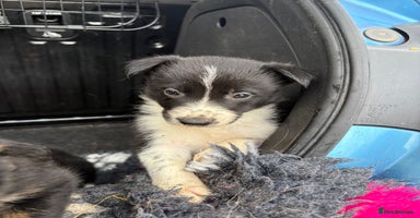 Border Collie dogs - Advert 14