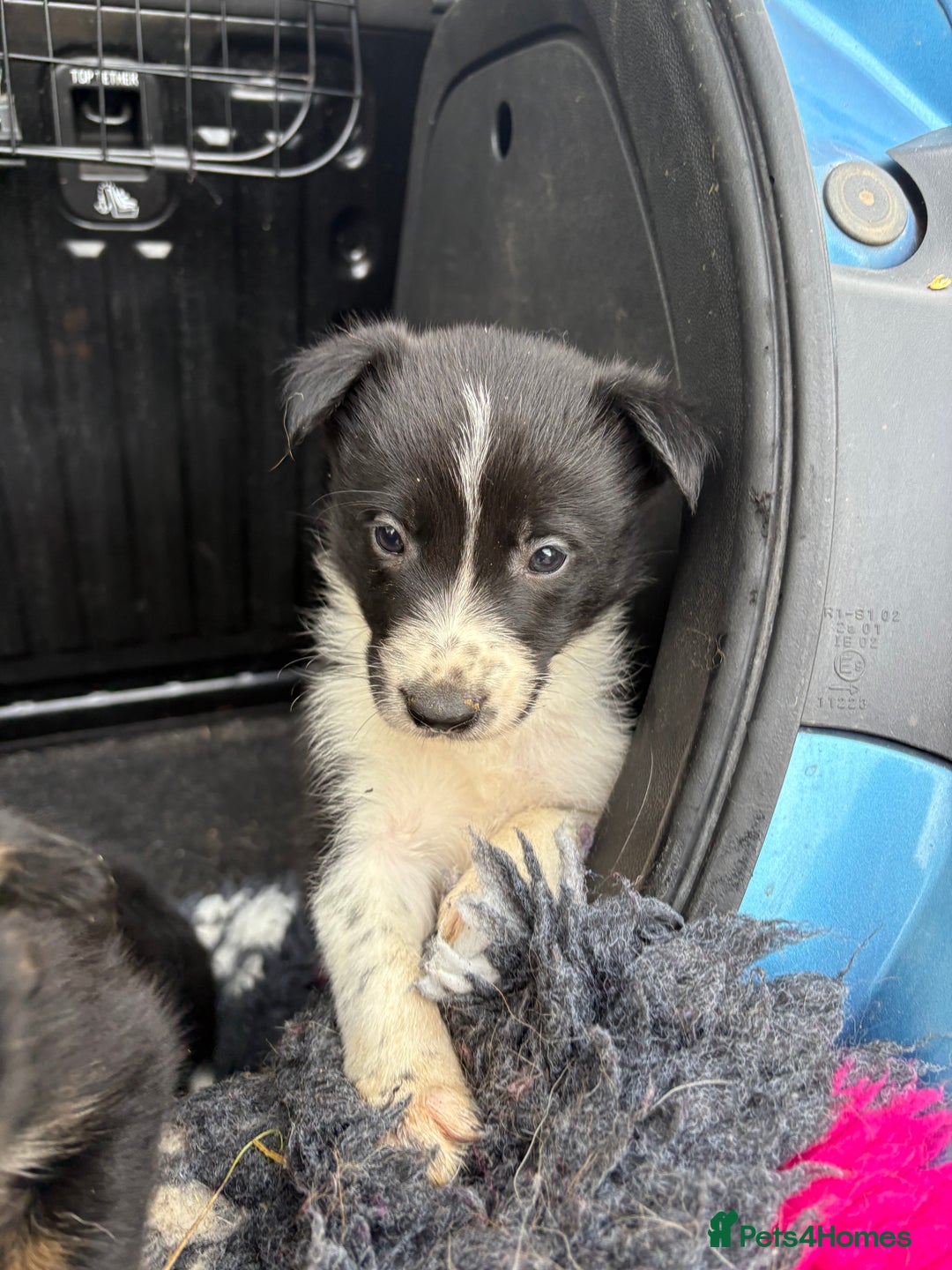 Border Collie dogs for sale: Wonderful black/white/tri border collie puppies  - Image 3