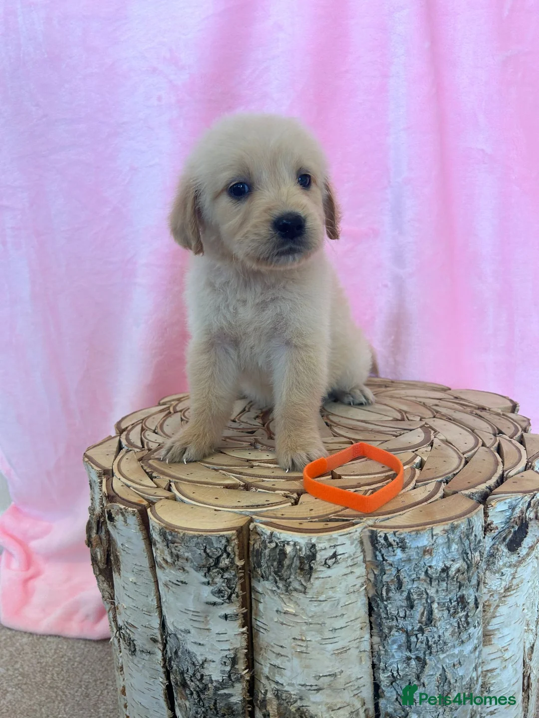 Golden Retriever dogs for stud: Extensively health tested show type kc reg in Bedford - Advert 22