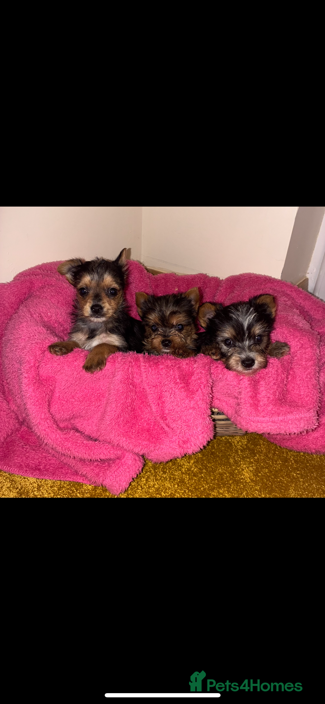 Yorkshire Terrier dogs for sale: Yorkshire terrier puppies for sale  - Advert 5