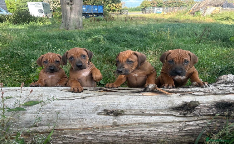 Rhodesian Ridgeback dogs - Advert 3