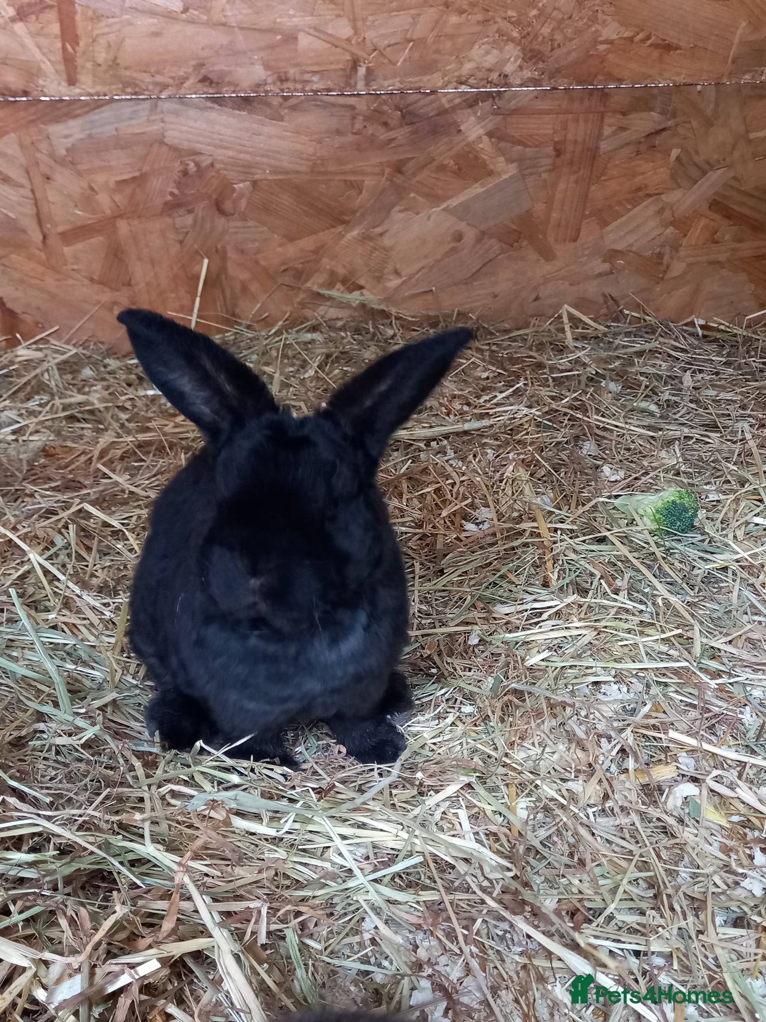 Mini Lop rabbits for sale: Mini plush lops - Advert 2