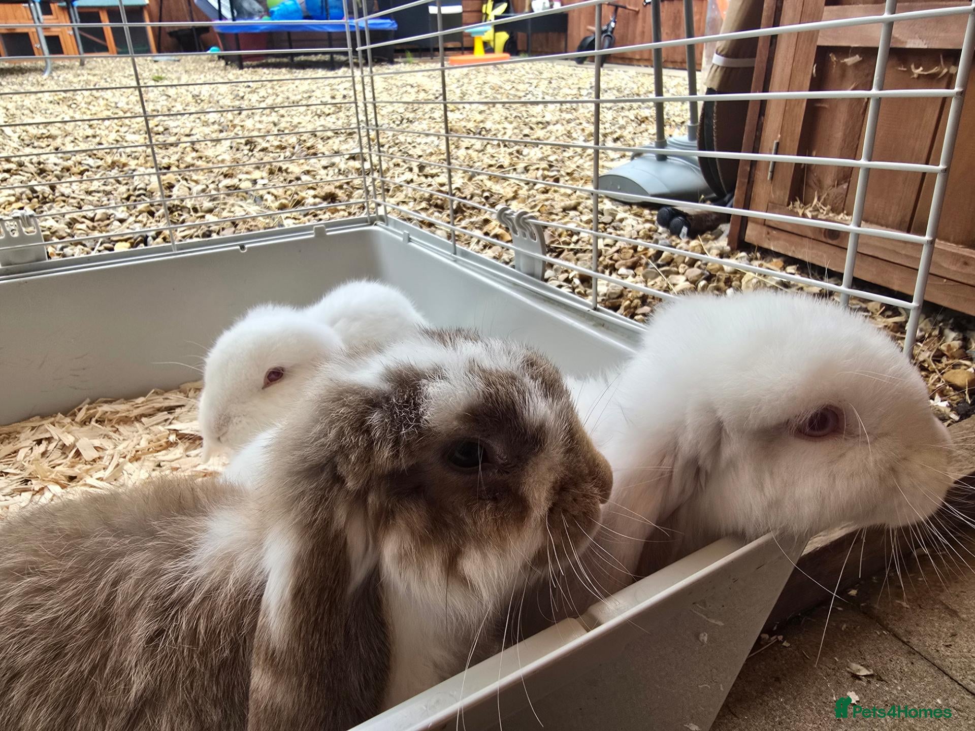 French Lop rabbits REDUCED french lop bunnies - Advert 2