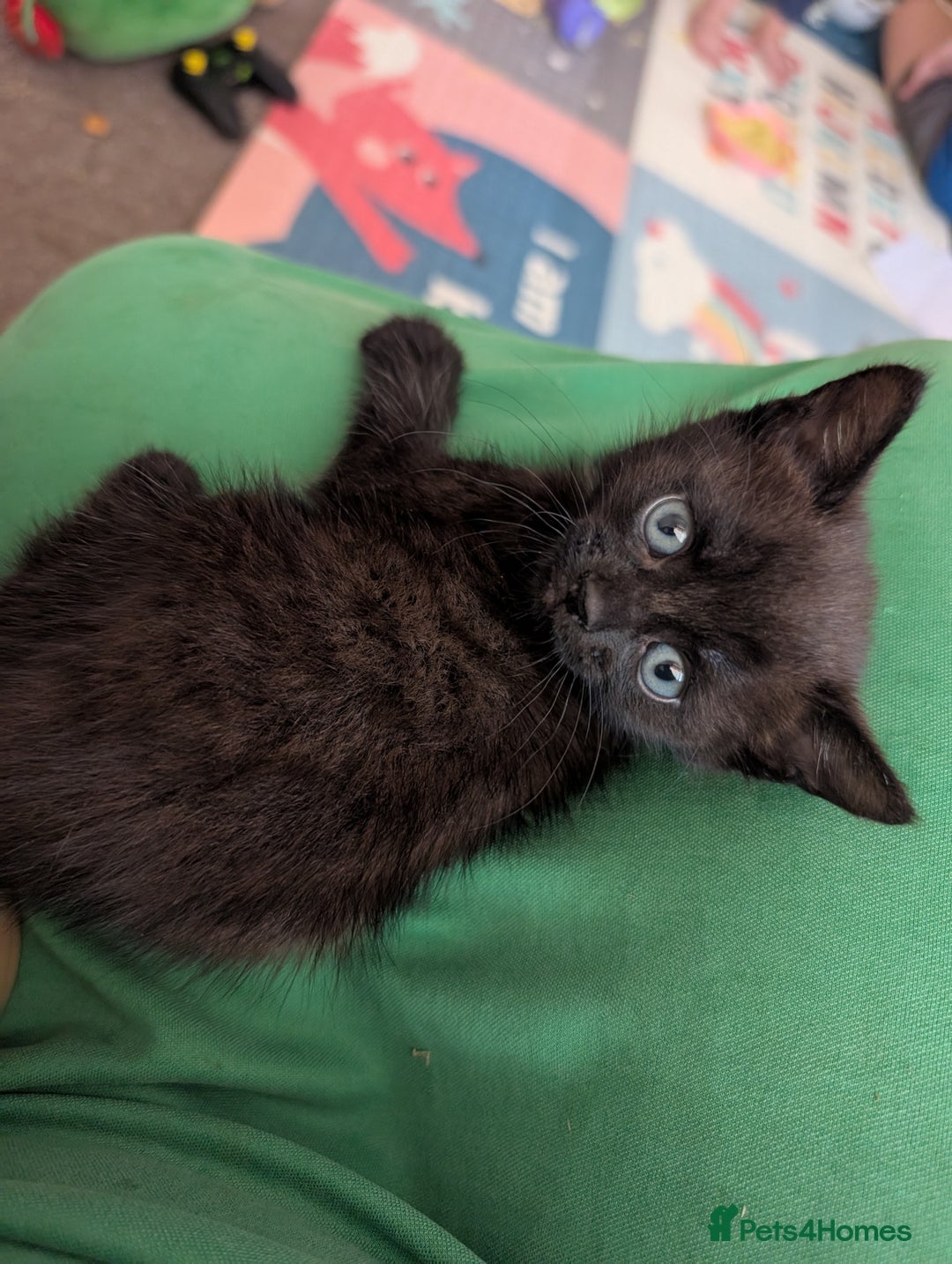 Domestic Shorthair cats for sale: Kittens - Image 1