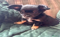 Chihuahua dogs for sale: Tiny Stunning Fluffy Chihuahua Puppy - Image 21