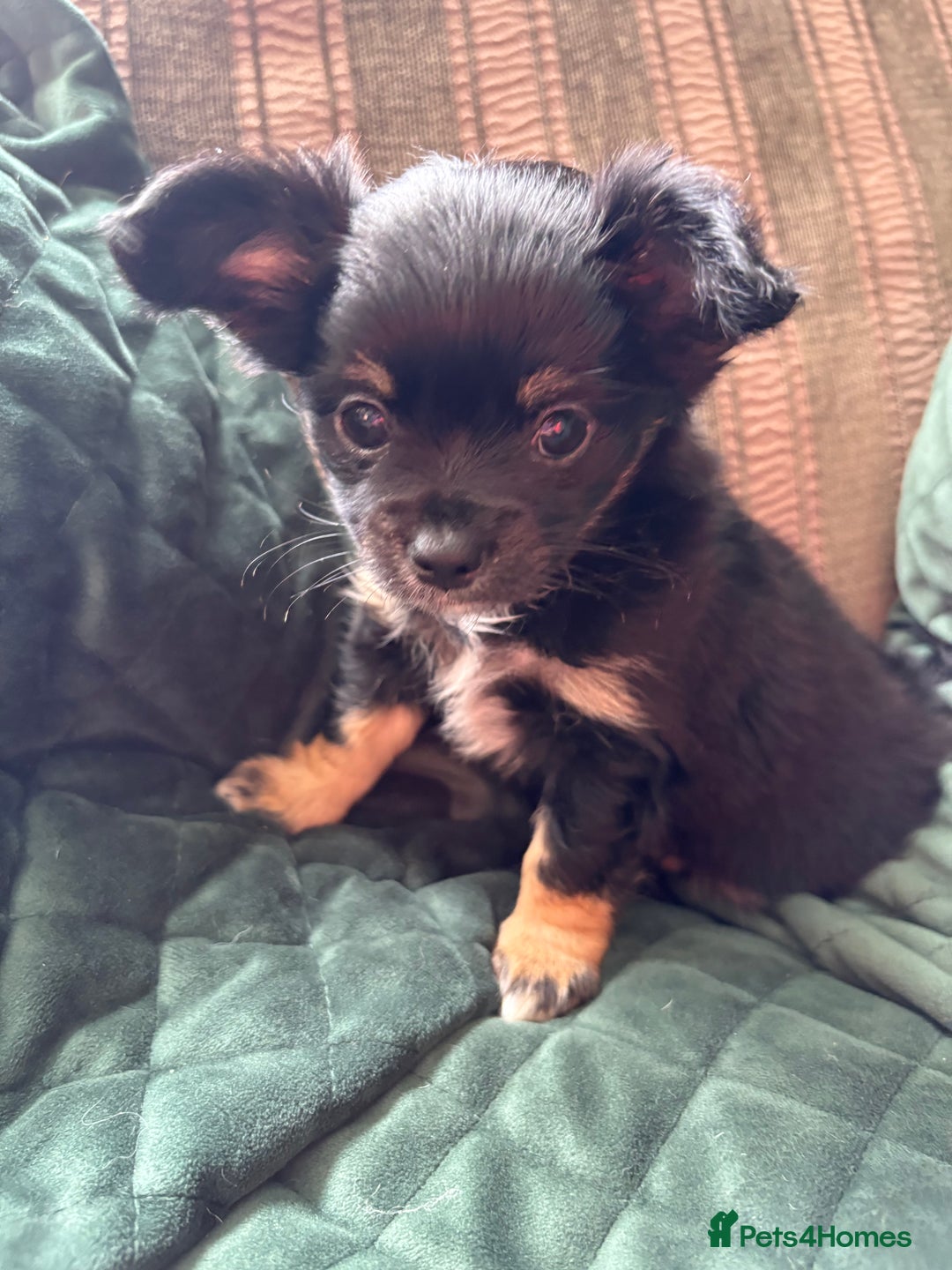 Chihuahua dogs for sale: Tiny Stunning Fluffy Chihuahua Puppy - Image 21
