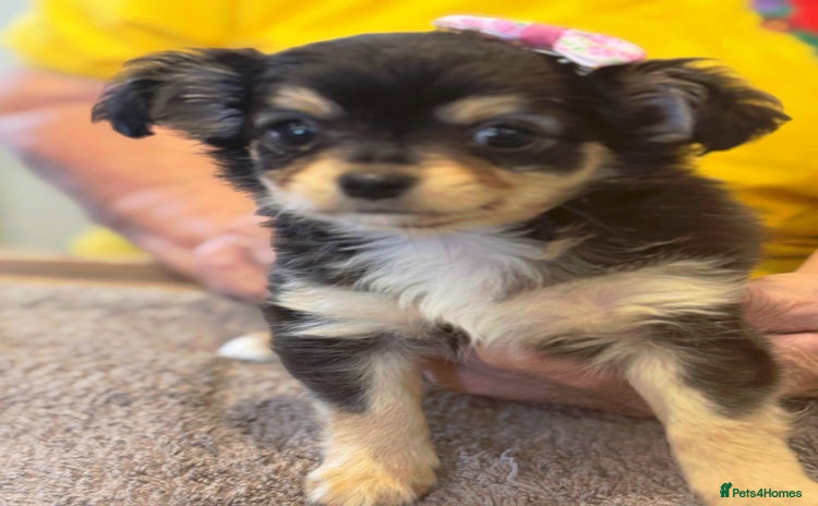 Chihuahua dogs - Advert 3