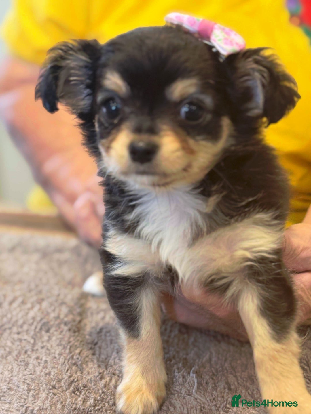 Chihuahua dogs for sale: Playful Chiuahah puppies 3 girls and one boy - Image 1