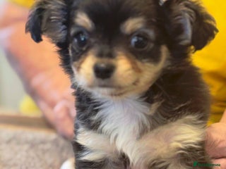 Chihuahua dogs - Advert 29