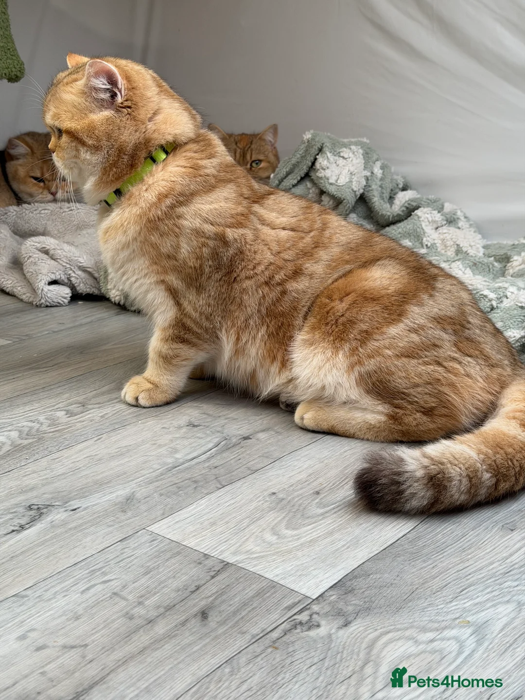 British Shorthair cats for stud: British shorthair Golden lovely stud boy GCCF - Advert 15