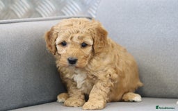 Cavapoochon dogs for sale: Cavapoochon puppies for sale - Advert 17