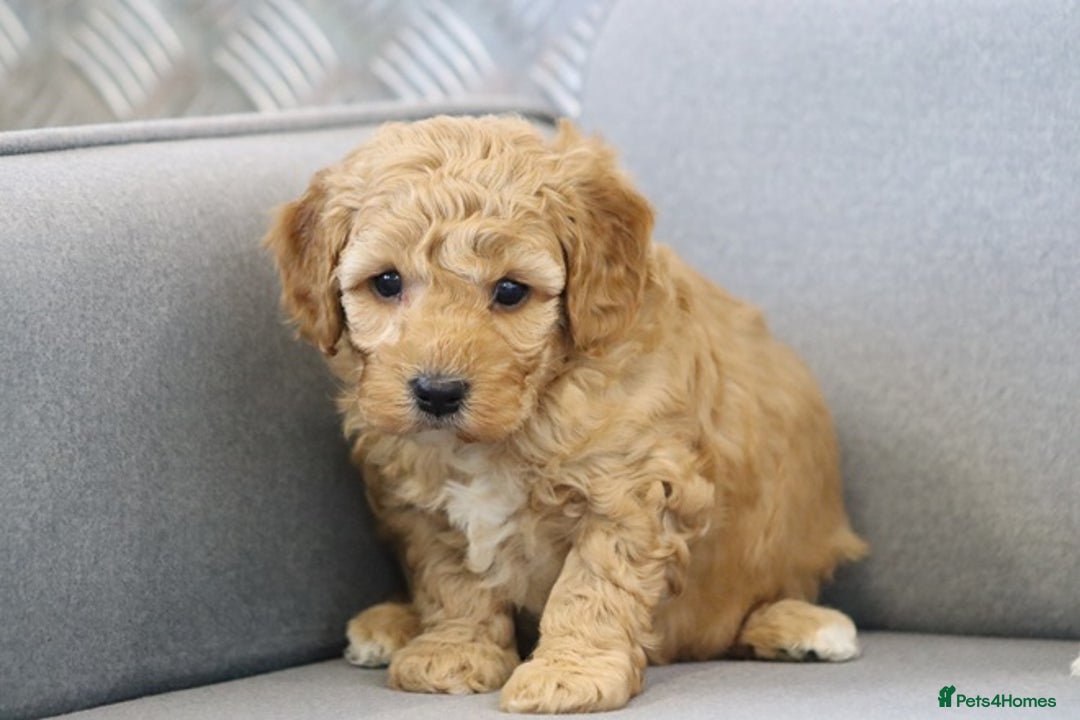 Cavapoochon dogs for sale: Cavapoochon puppies for sale - Advert 17