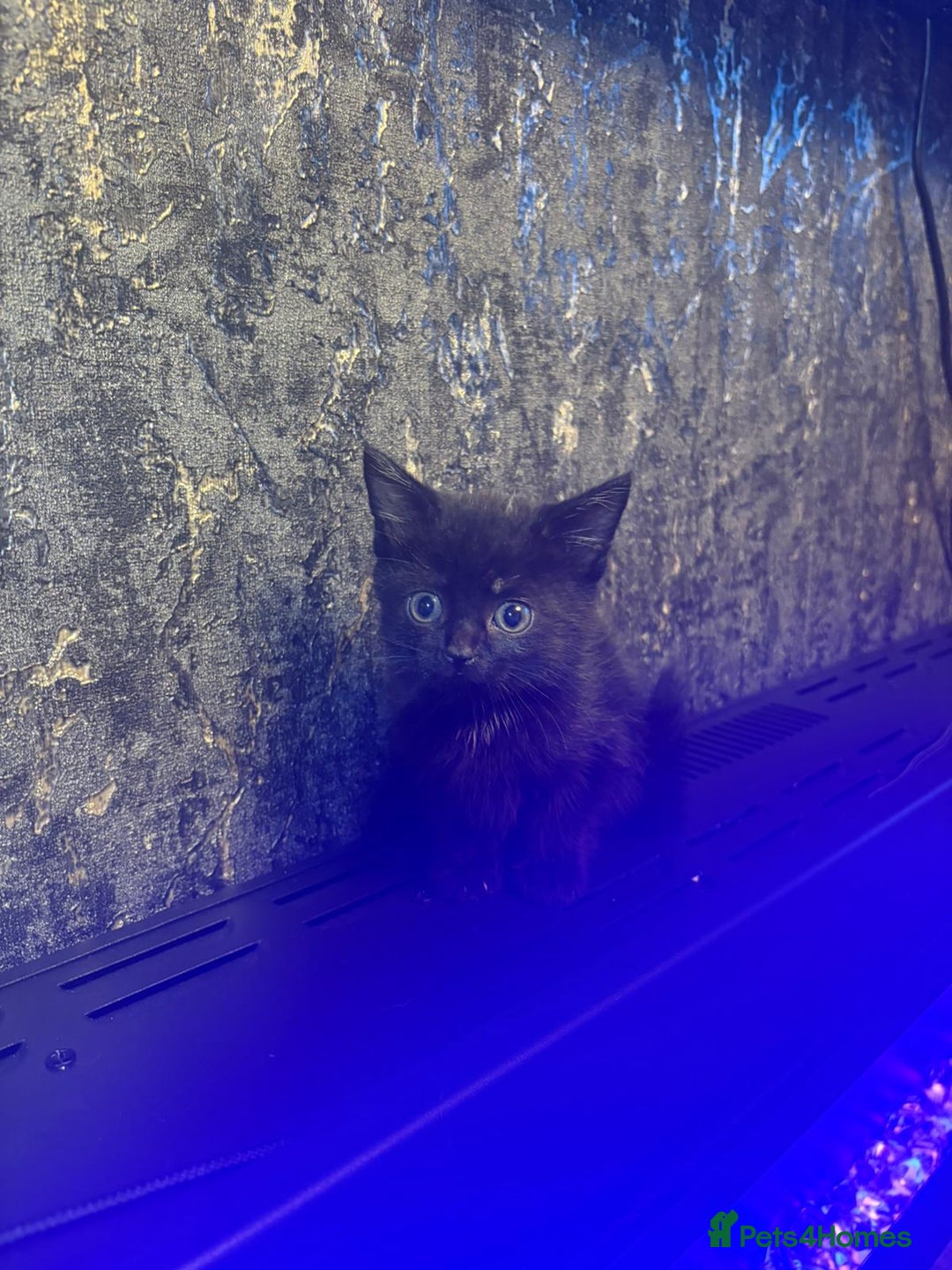Mixed Breed cats for sale: X3 kittens. - Image 2