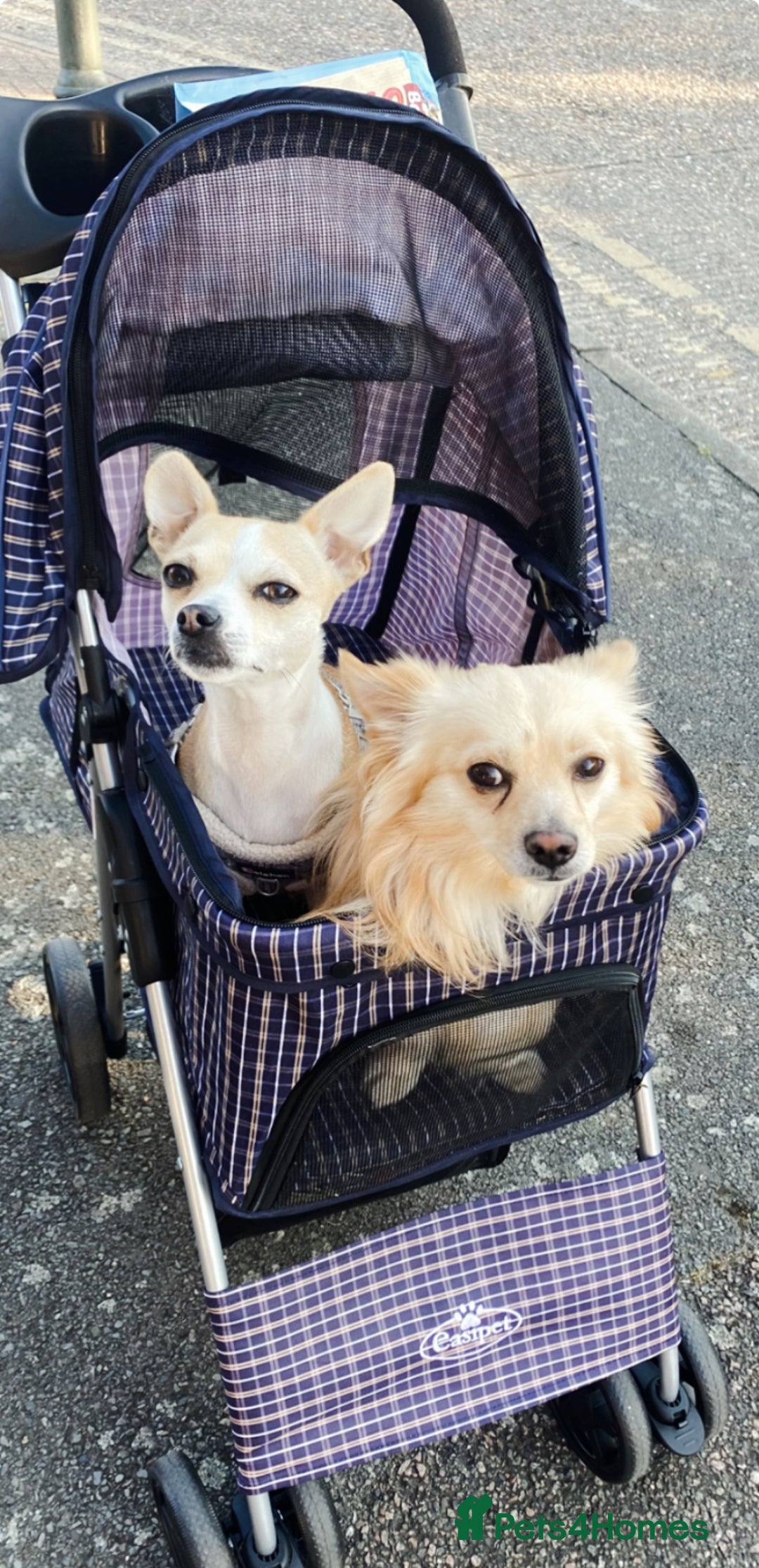 Chihuahua dogs for sale: Four beautiful chihuahua puppies 1 boy 3 girls  - Image 12