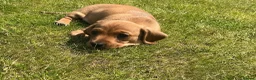 Miniature Dachshund dogs for sale: KC REG Miniature dachshunds. Council licensed - Advert 14