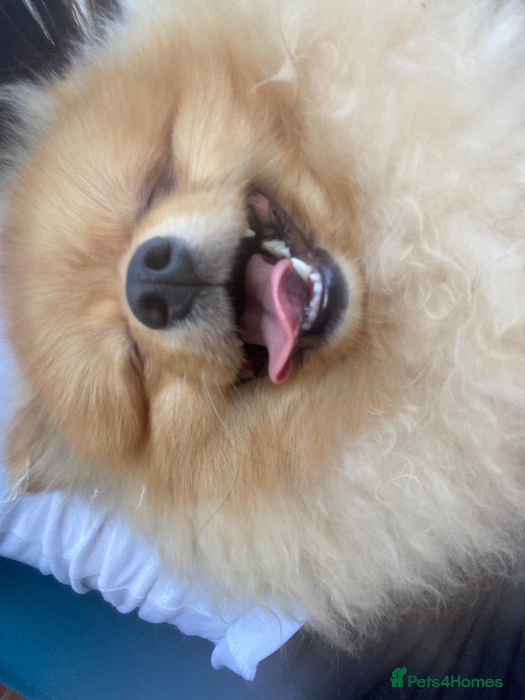 Pomeranian dogs for sale: Pomeranian  - Image 6